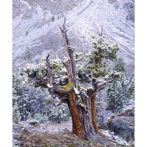 CA, Sierra Nevada Snow-covered trees